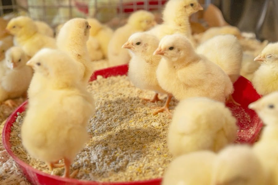 Day-old chicks at a feeder
